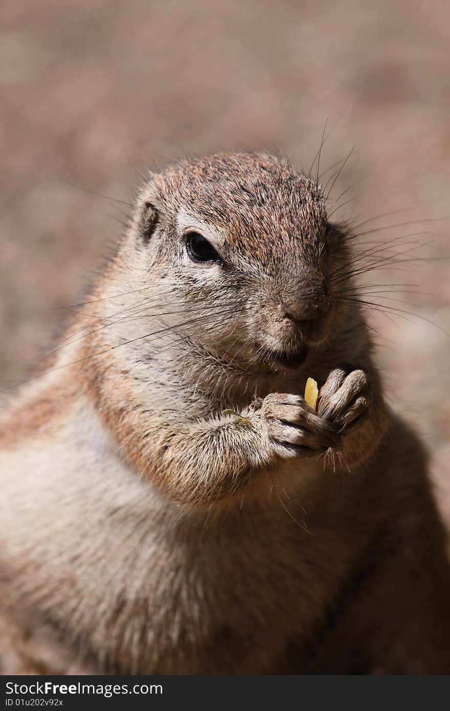 Cape Ground Squirrel