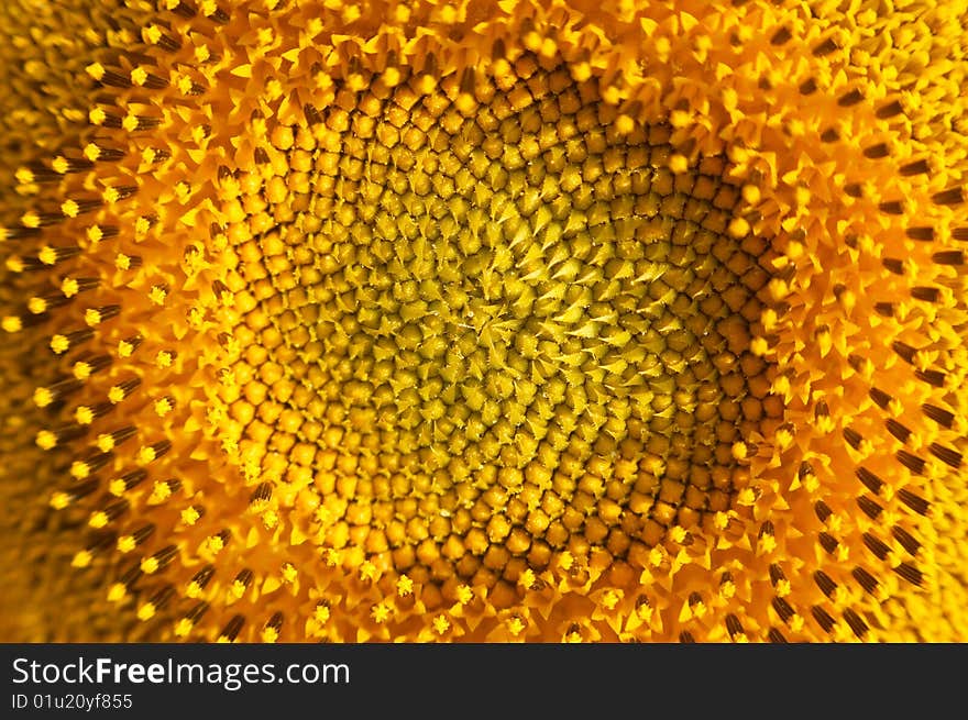 Sunflower