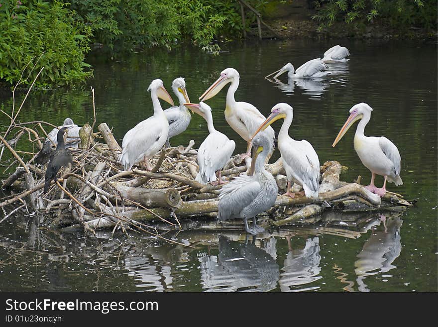 Wedding Pelicans