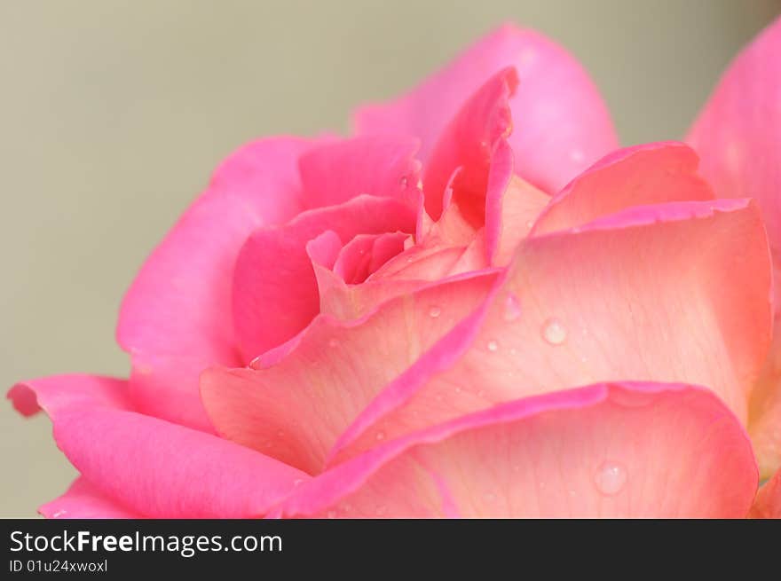 Macro of a pink rose with dew