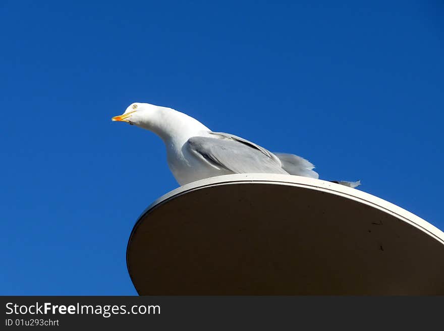 A seagull that is perched on a lamppost. A seagull that is perched on a lamppost.