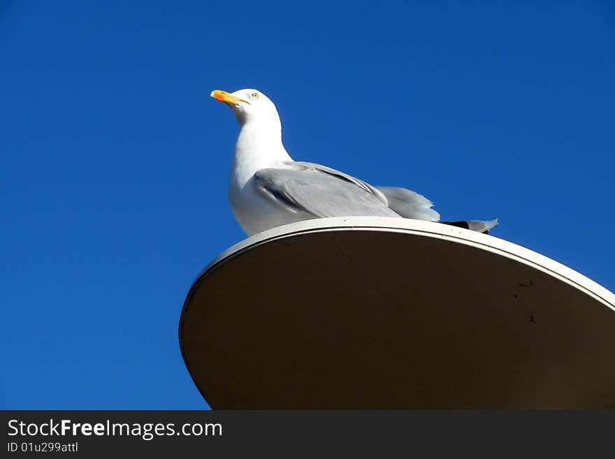 A seagull that is perched on a lamppost. A seagull that is perched on a lamppost.