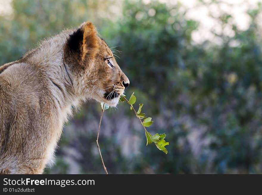 Lion cubs in the morning light in South Africa