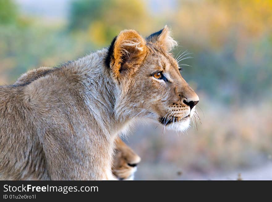 Lion cubs in the morning light in South Africa