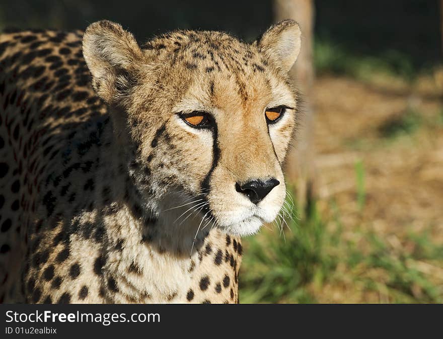 Gepard - Cheetah