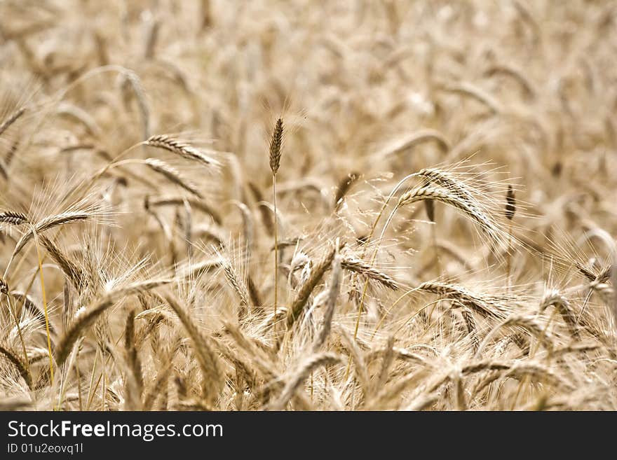 Rye growing in the sun. Rye growing in the sun.