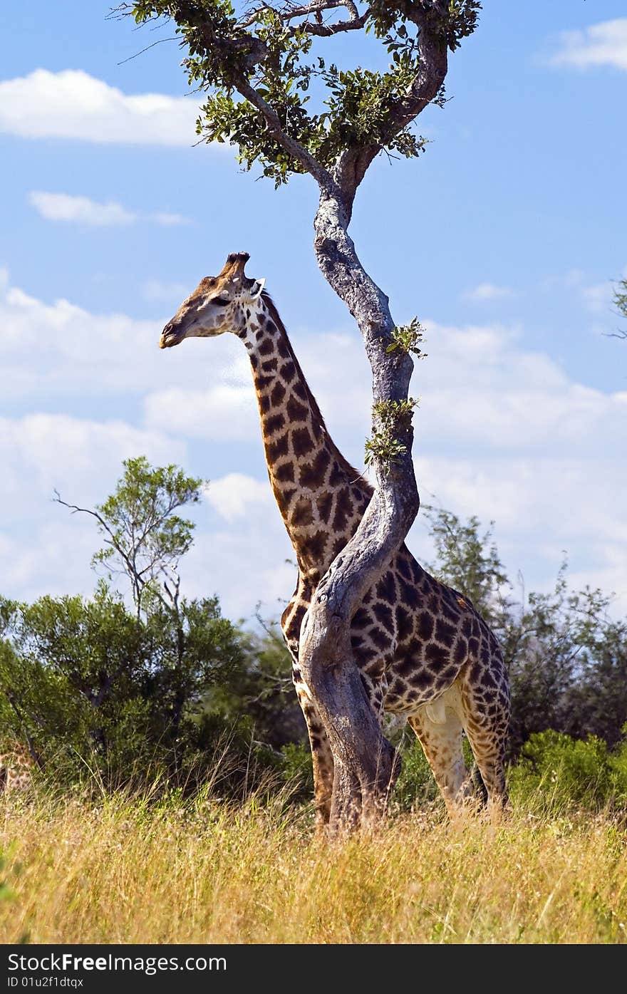 Giraffe seen in South Africa