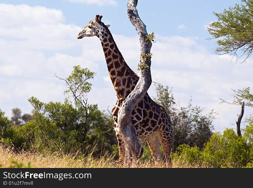 Giraffe seen in South Africa