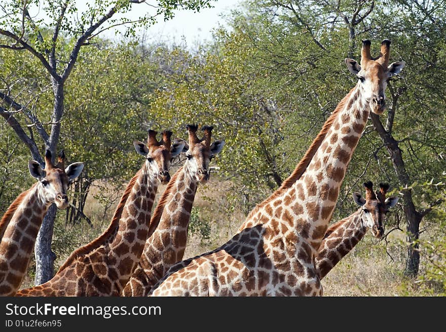 Giraffes seen in South Africa