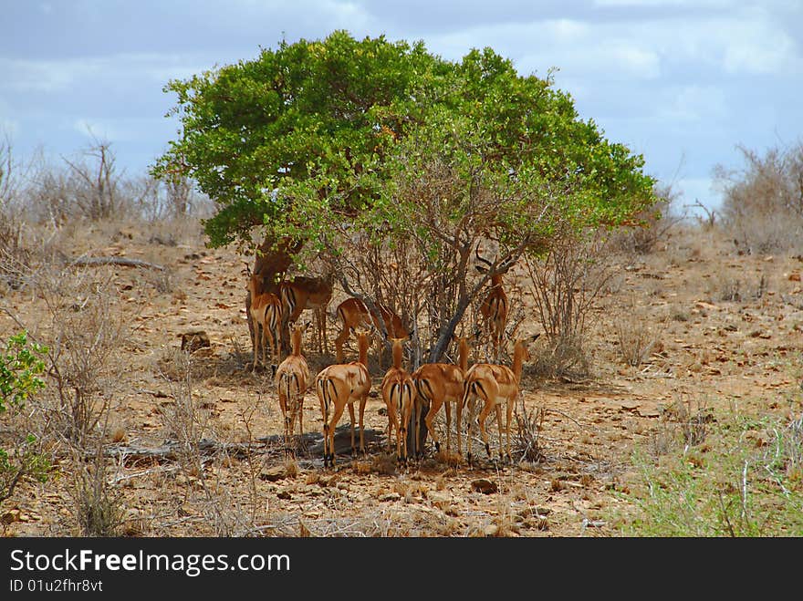 Africa, kenya, gazelles in the savanna