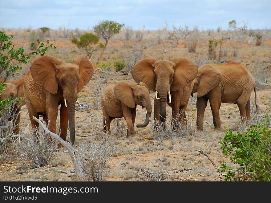 Africa, kenya, elephants in the savanna