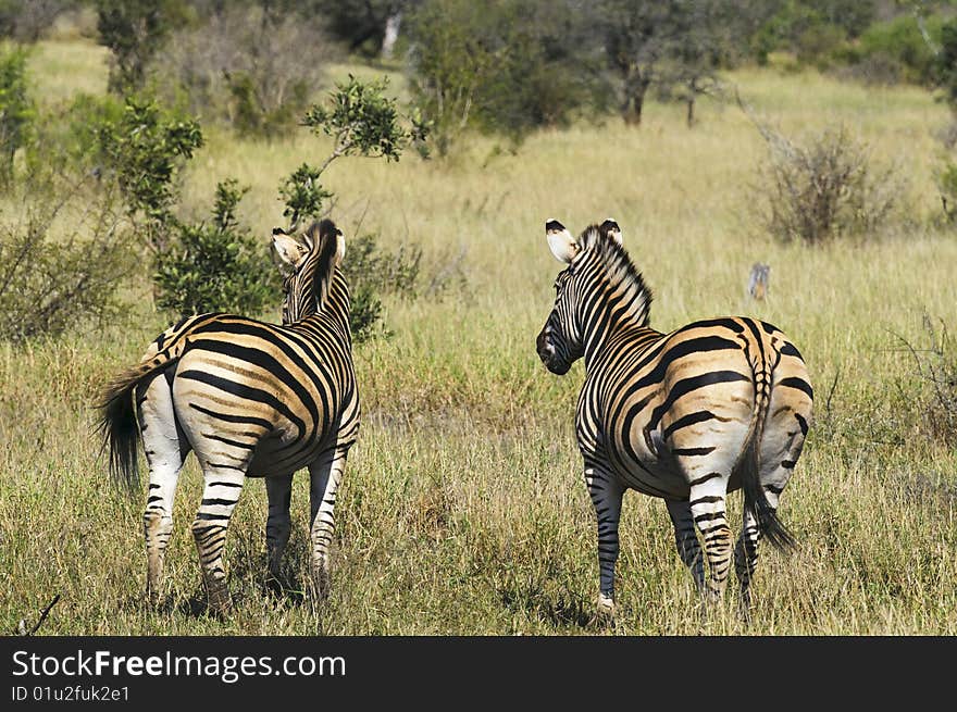 Zebras