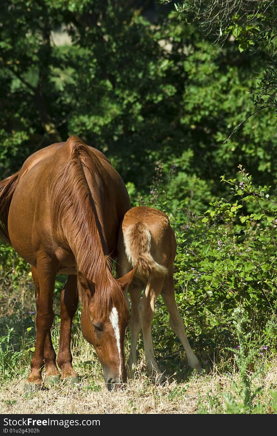 Mare and colt grazing