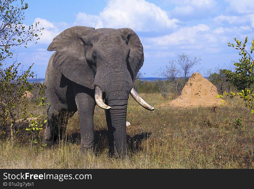 Elephants seen in South Africa