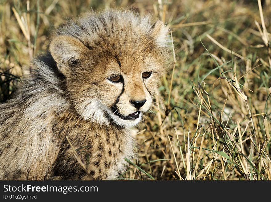 Cheetah cub