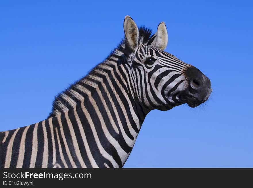 Zebra