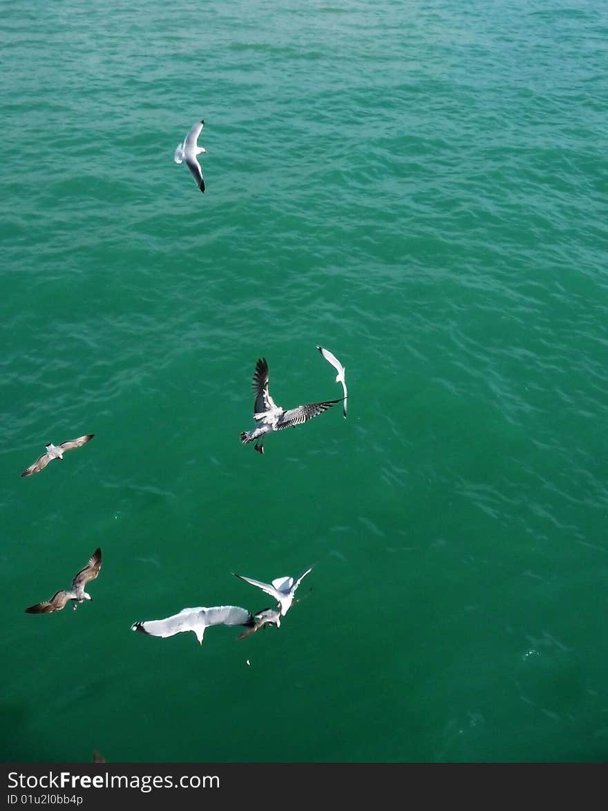 Seagull flying in the air over the sea on Brightons coast. Seagull flying in the air over the sea on Brightons coast.