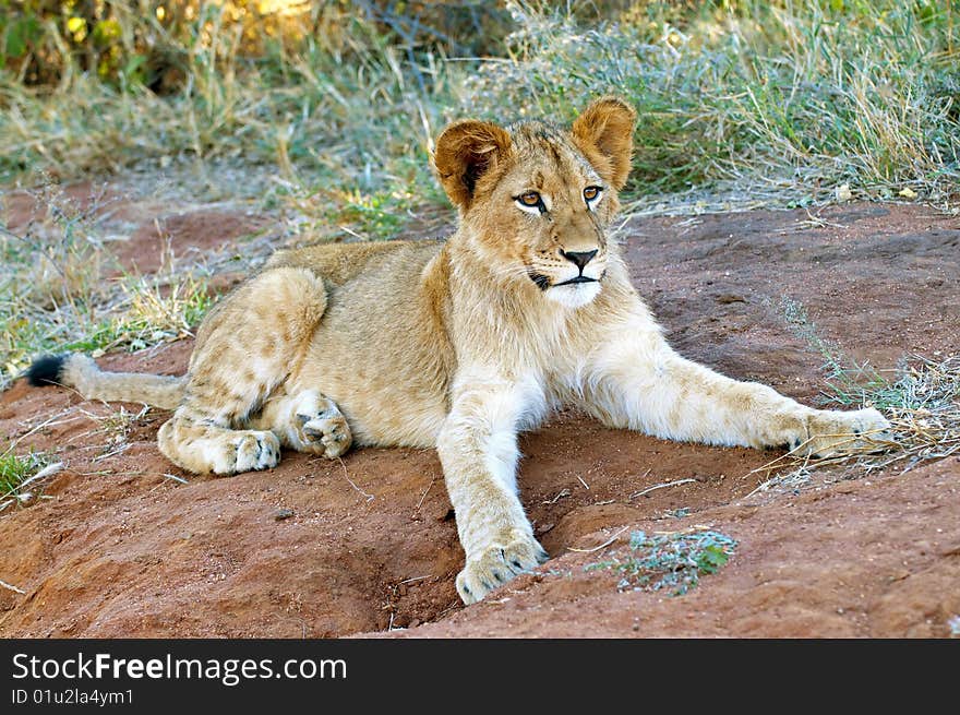 Lion cubs in the morning light in South Africa