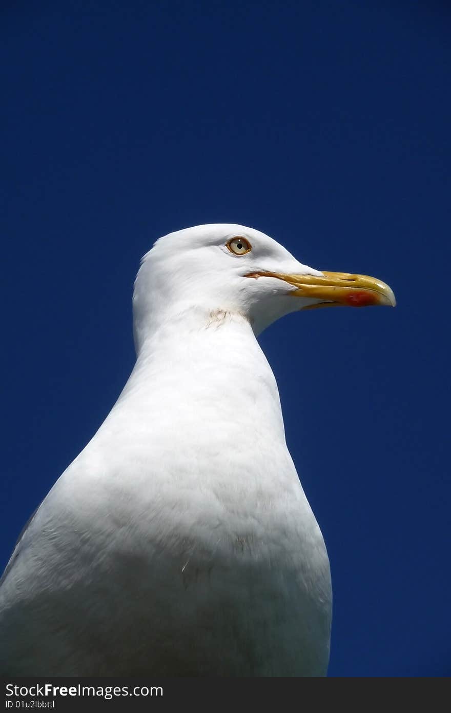 Close up of a seagull with a blue sky background.