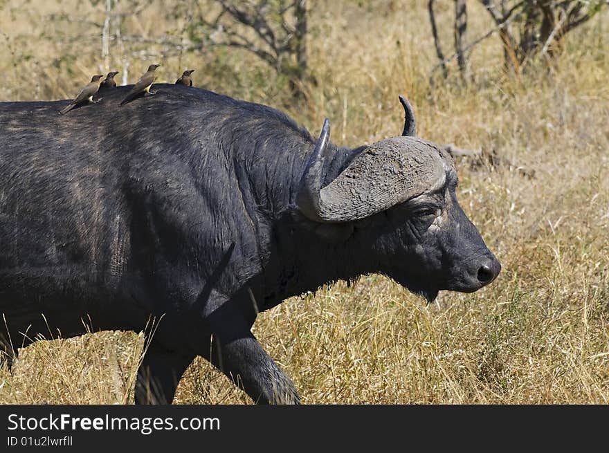 African Buffalo in South Africa