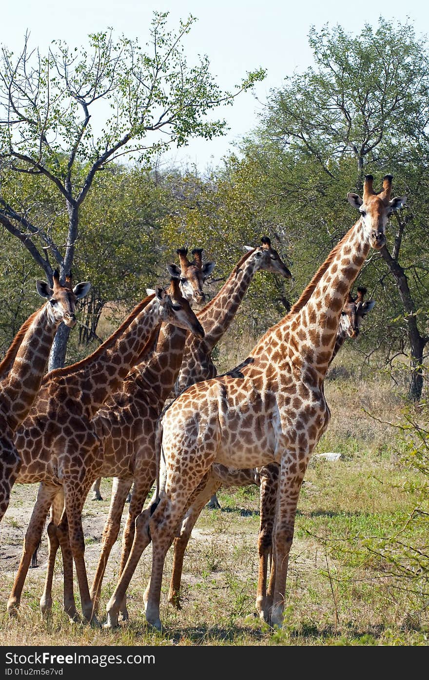 Giraffes seen in South Africa