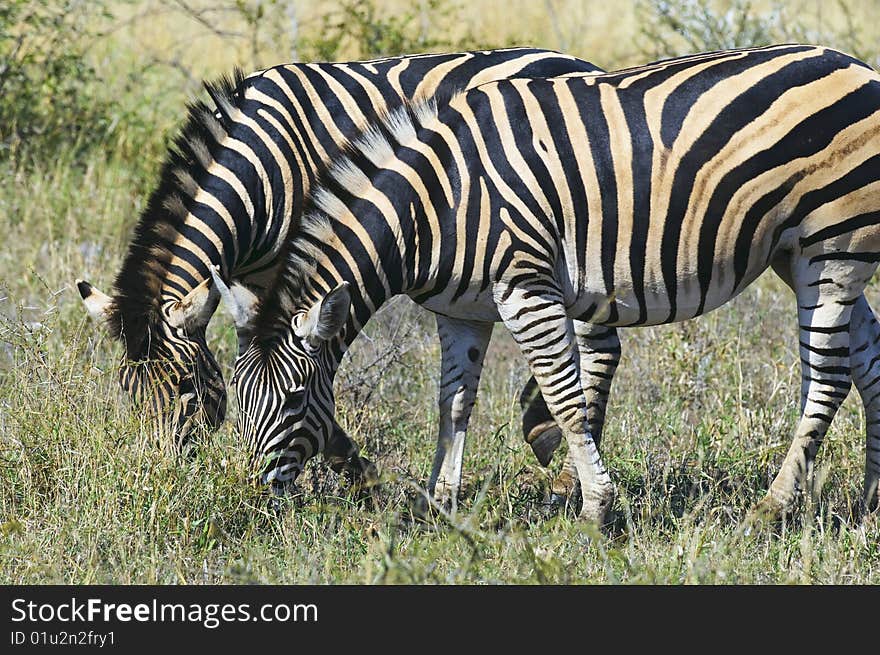 Zebras