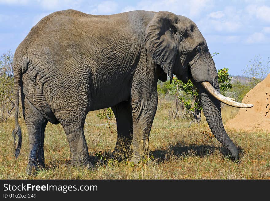 Elephants seen in South Africa