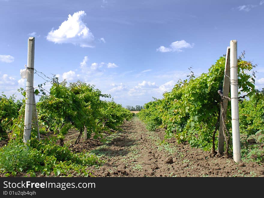 Vine field