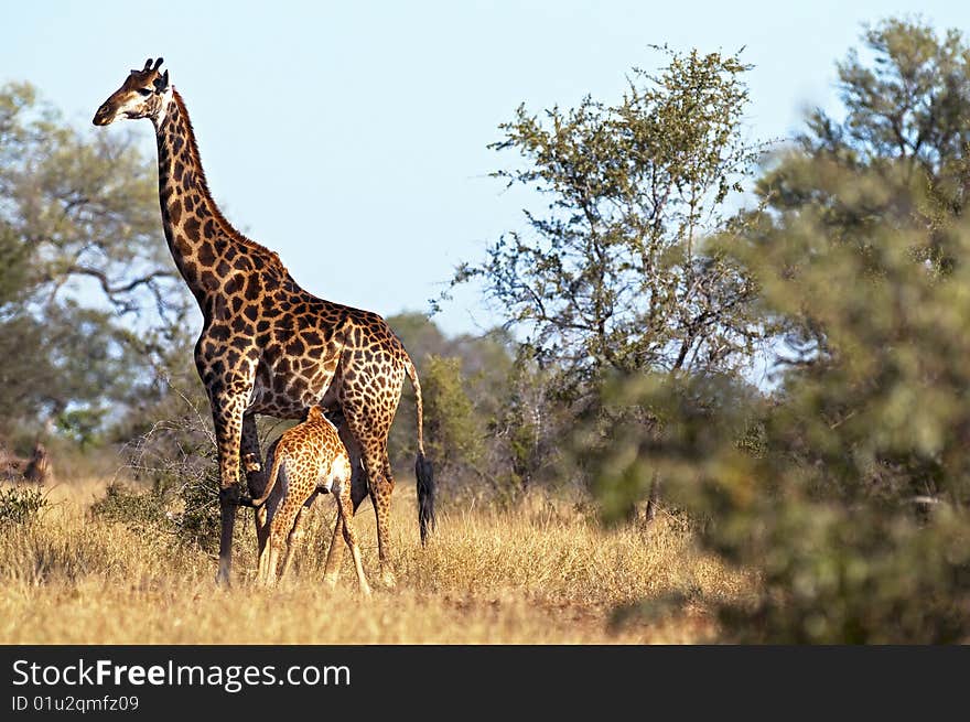 Giraffes seen in South Africa