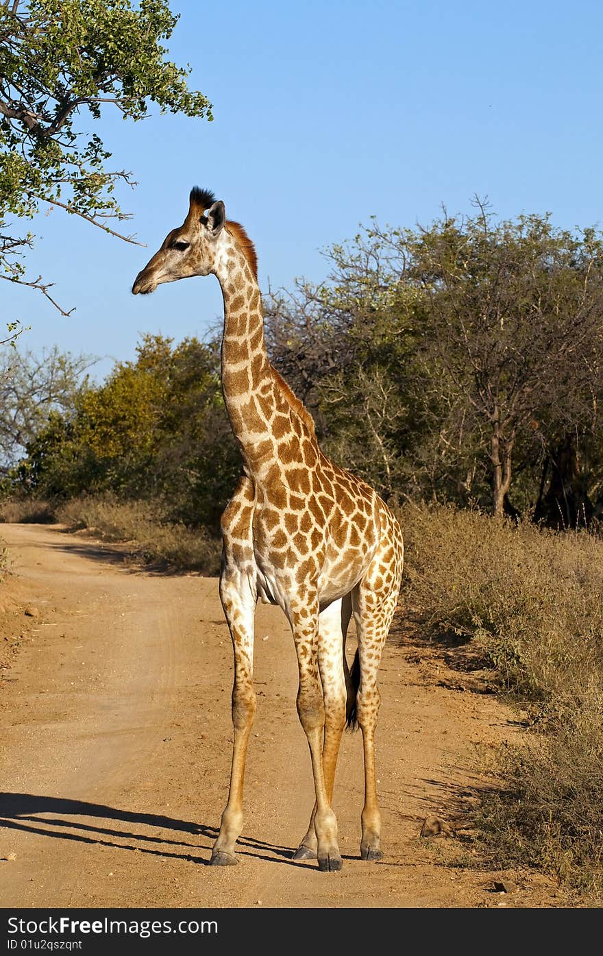 Giraffes seen in South Africa