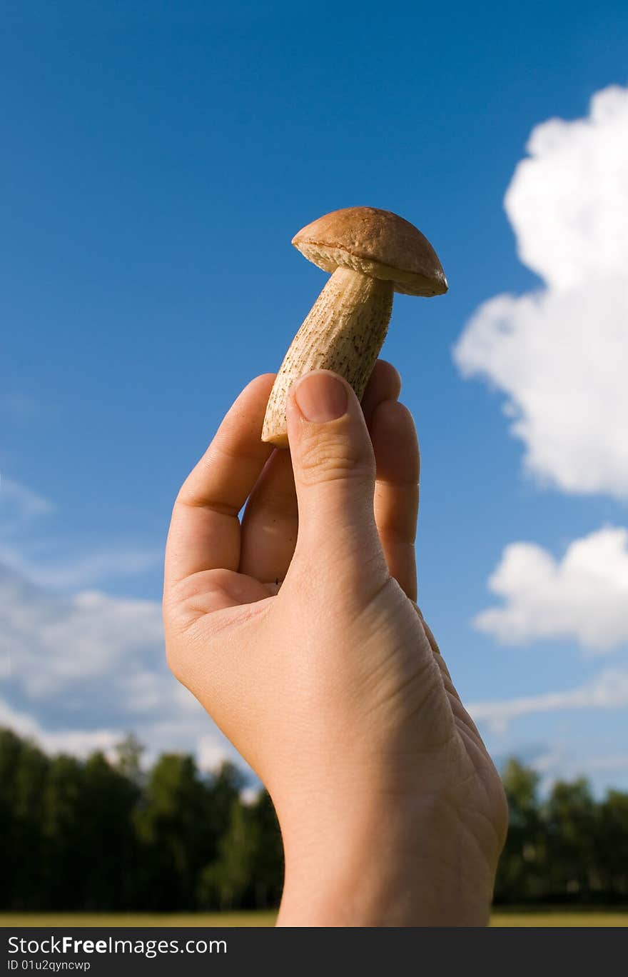 Mushroom on hand under sun