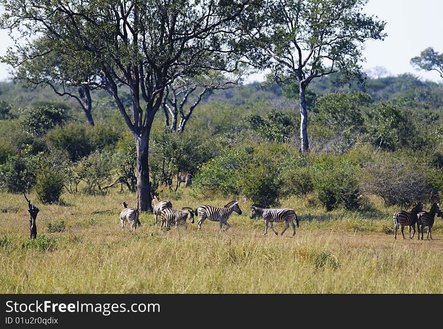 Zebras