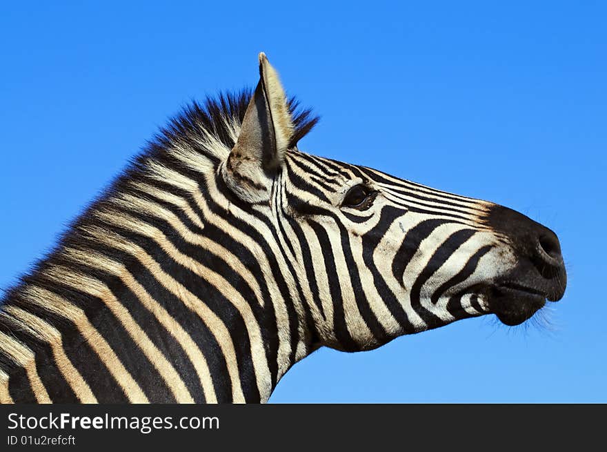 Zebras seen in South Africa