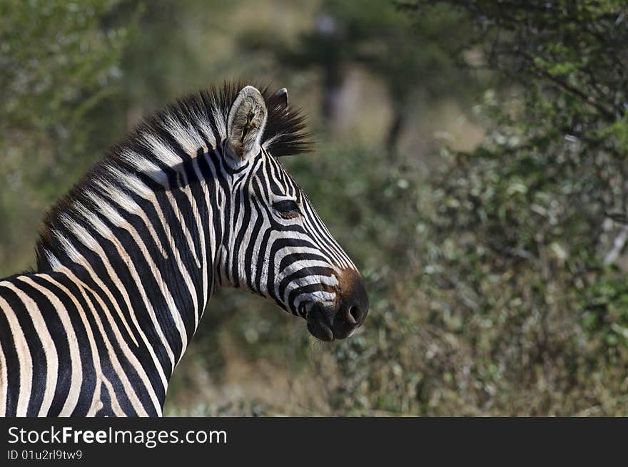 Zebras seen in South Africa