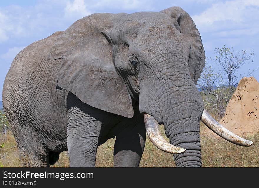 Elephant seen in South Africa