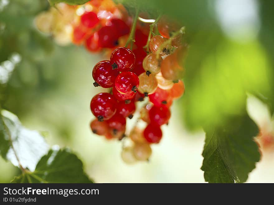 Redcurrant