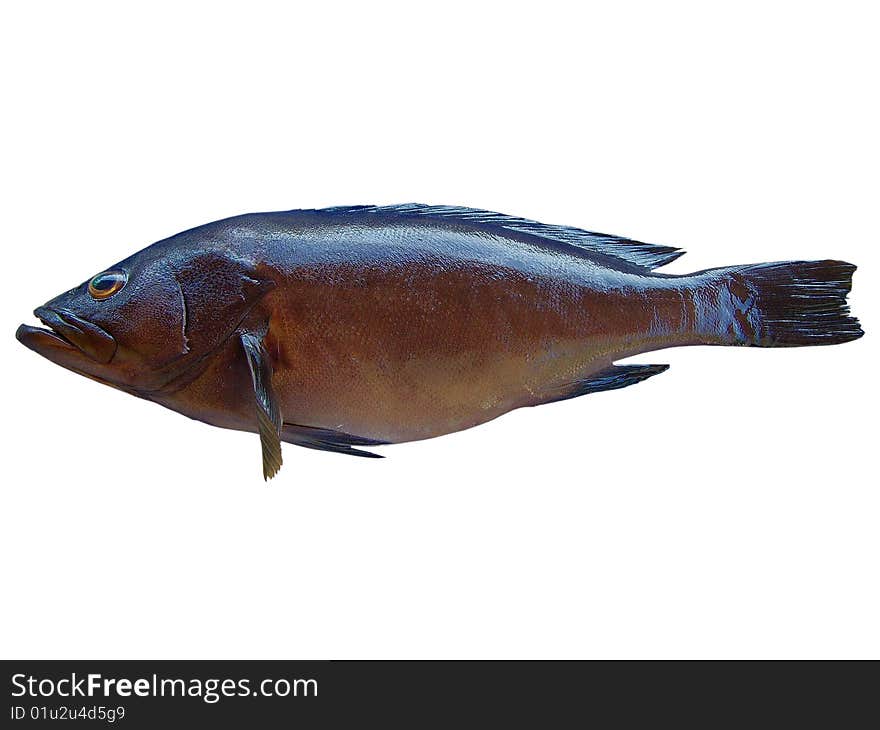 Black fish isolated in white background