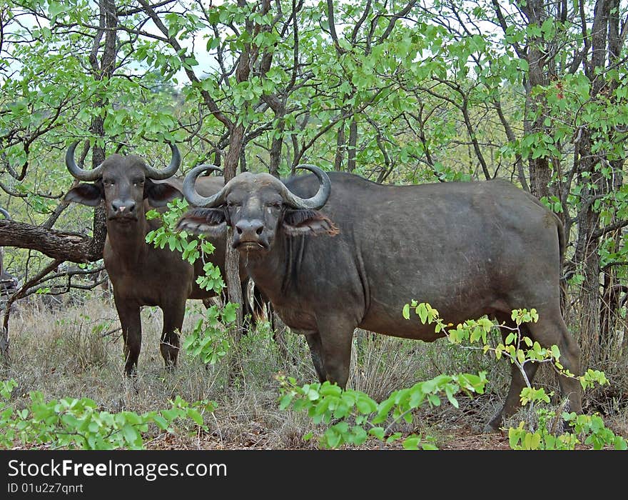 African Buffalo (Syncerus caffer) in the Kruger Park, South Africa. African Buffalo (Syncerus caffer) in the Kruger Park, South Africa.