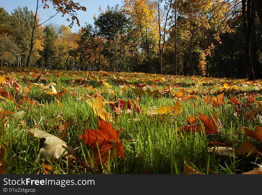 Leaves on a green grass