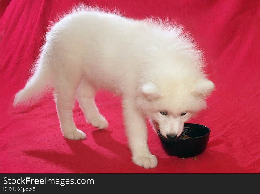 Young Samoyed Dog