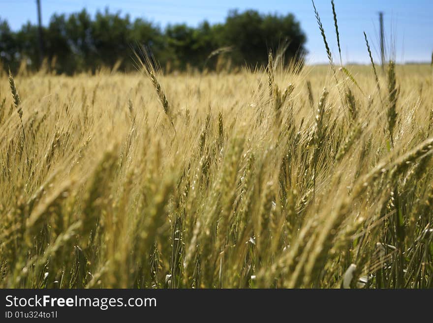 Wheat field against a blue sky