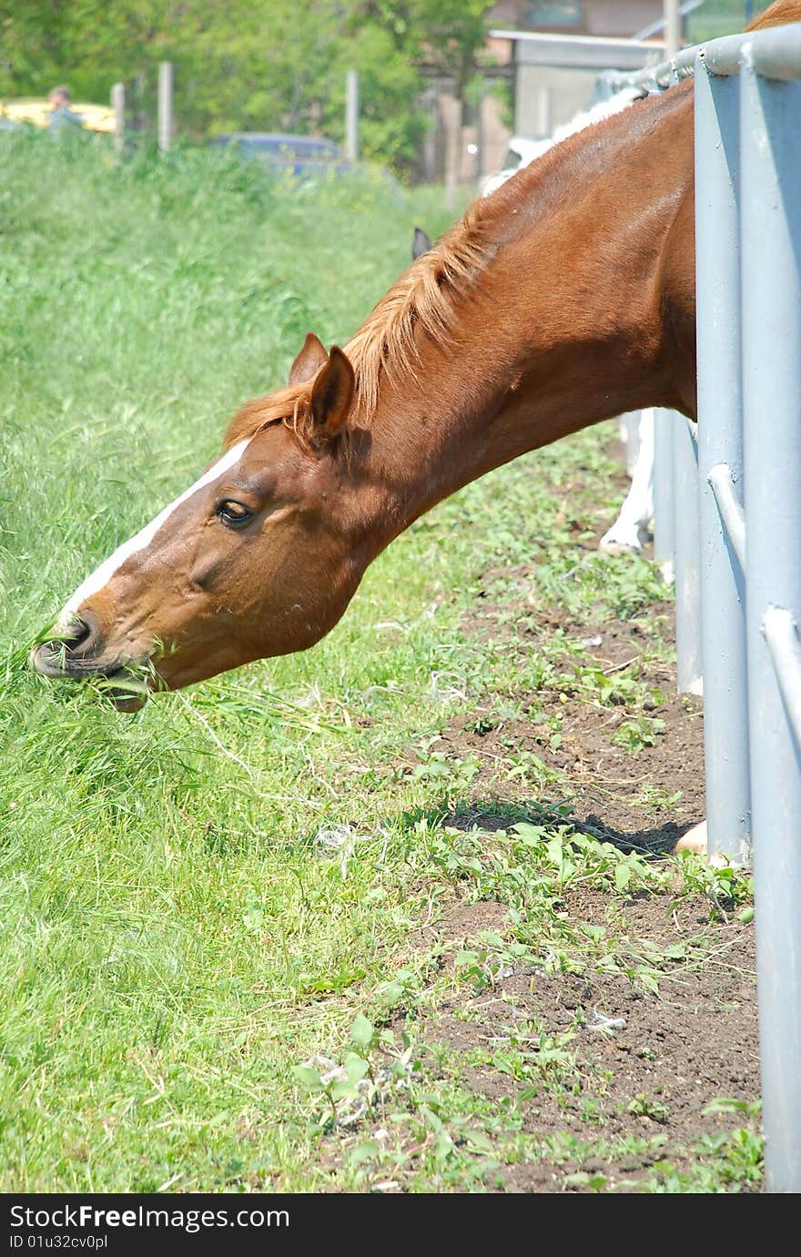 Grass Behind The Fence