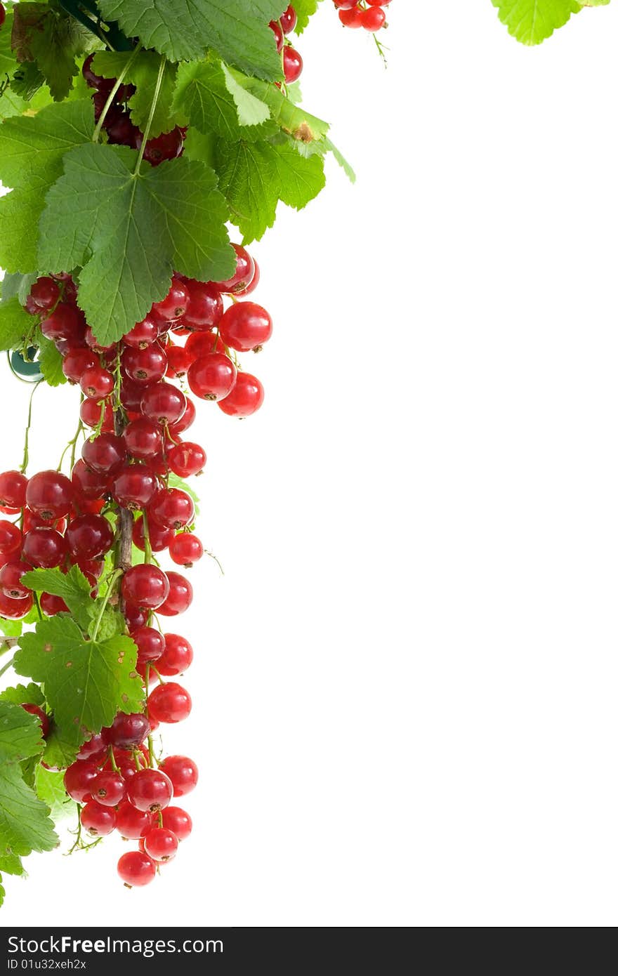 Red currants.