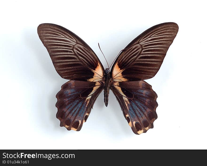 Papilio rumanzovia on the white background