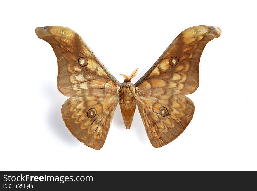 Antheraea larissa on the white background