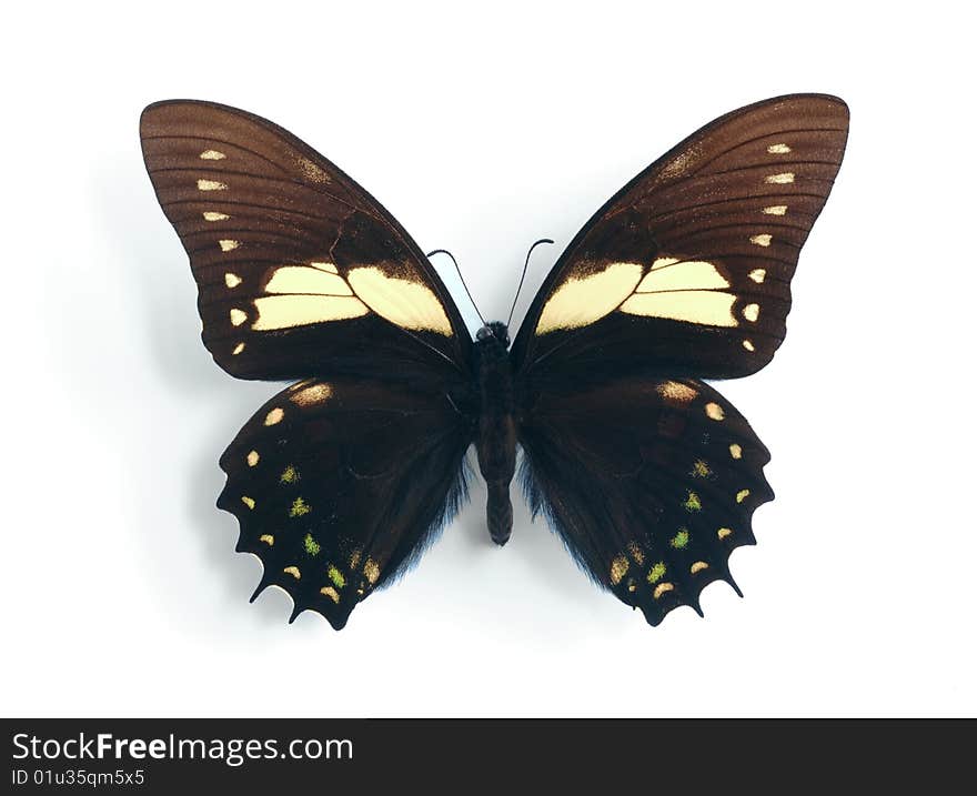 Papilio aristeus on the white background