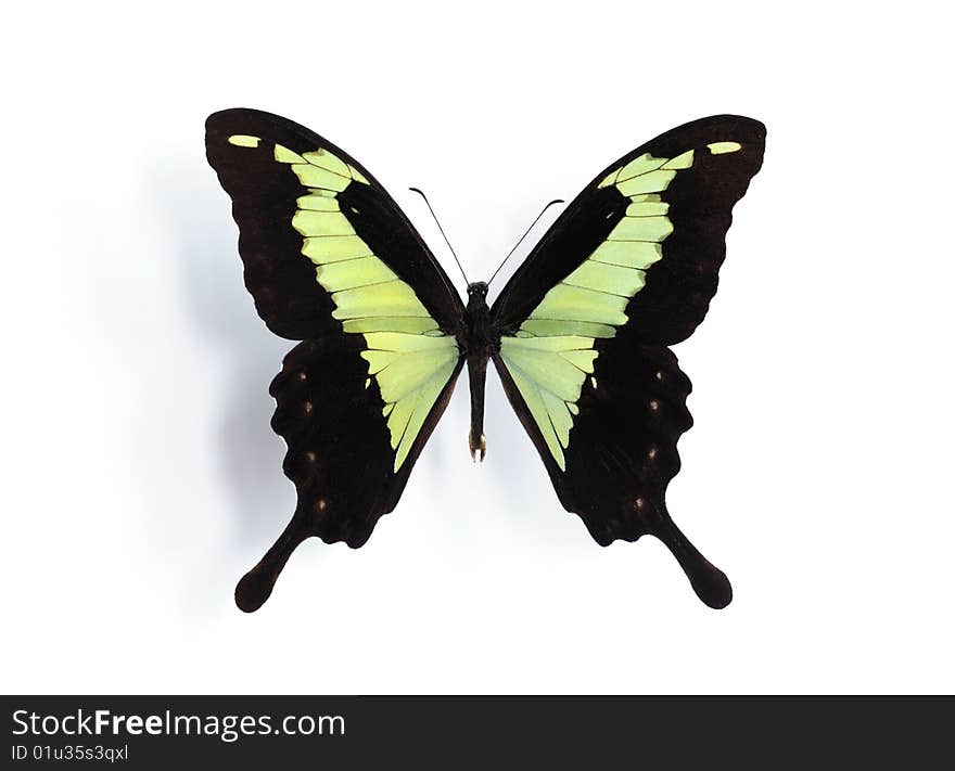 Papilio phorcas on the white background