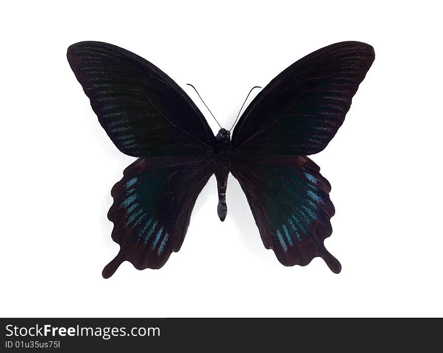 Papilio deiphobus on the white background