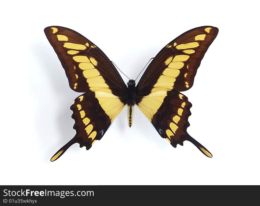 Papilio cresphontes on the white background