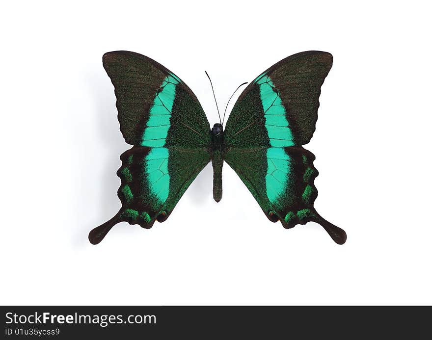 Papilio palinurus (palinuris) on the white background